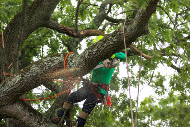 Leaf Removal in Superior, NE